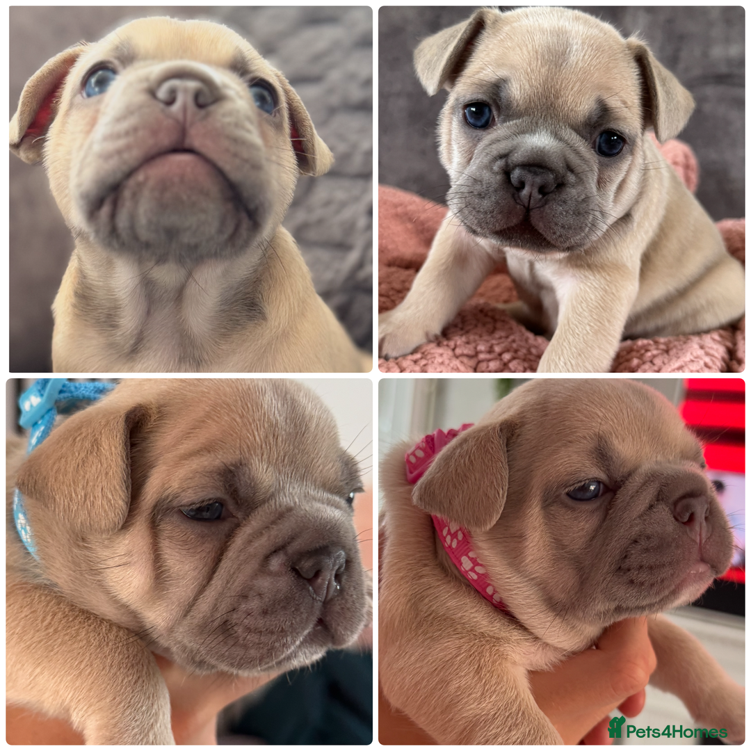 French Bulldog dogs for sale: LILAC Frawn 1girl pup left(I own both mom and dad) - Image 8