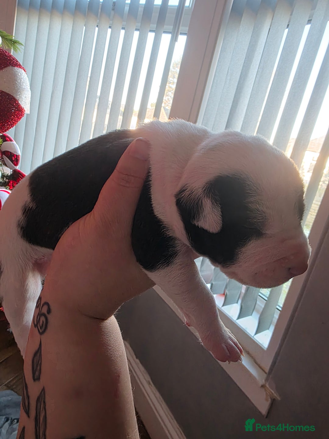 Mixed Breed dogs for sale: Staff x american bulldog puppies - Advert 6