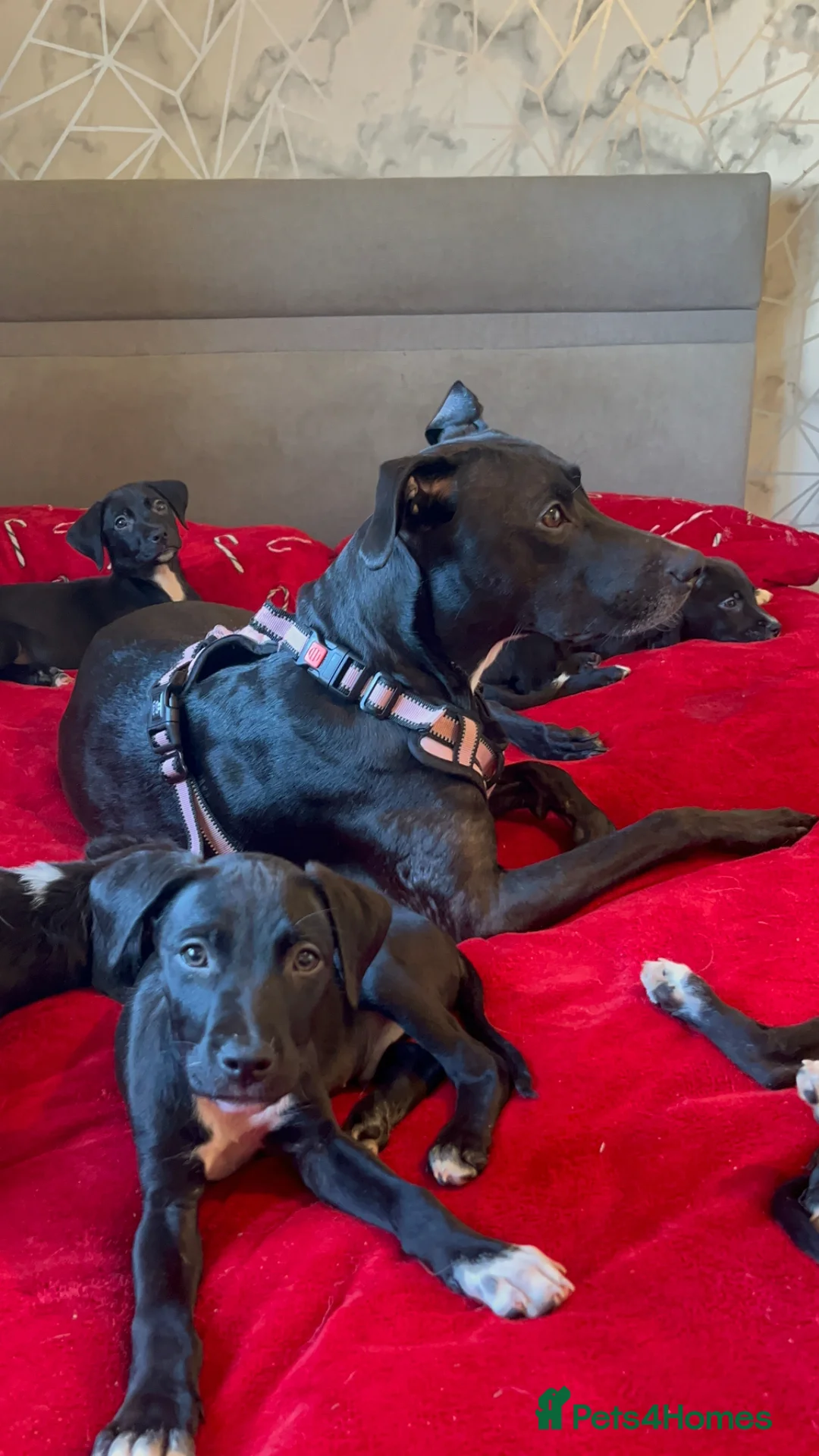 Mixed Breed dogs for sale: MIXED BREED PUPS- 2 GIRLS LEFT - Advert 2