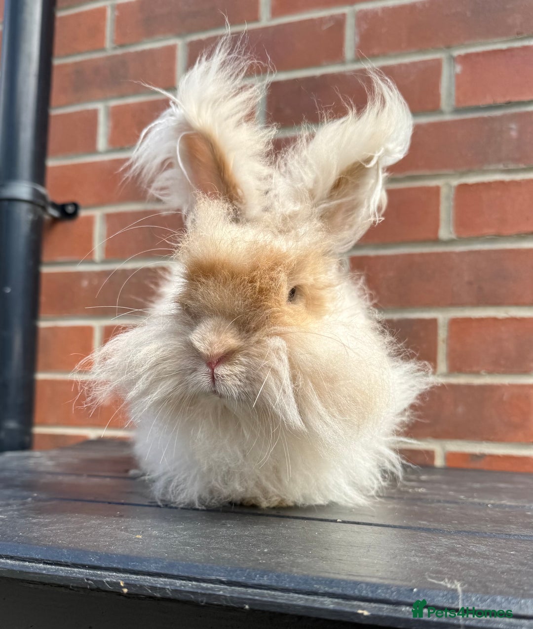 Angora rabbits for sale: Imported Angora Babies  - Image 11