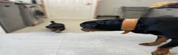 Rottweiler dogs for sale: ROTTWEILER PUPPIES "ready to go" - Advert 4