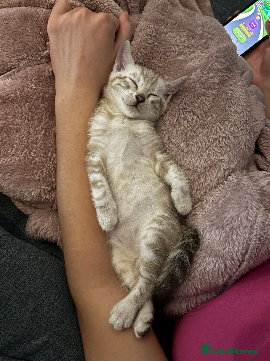 Bengal cats for sale: ⭐️5 star home required for our Bengal Snow Boy  - Advert 9