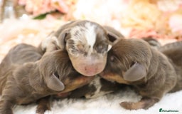 Miniature Dachshund dogs for sale: KC Miniature Dachshund Puppies - Image 13