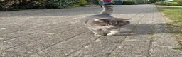 Mixed Breed cats for sale: Beautiful grey, white and tabby kittens for sale - Advert 1