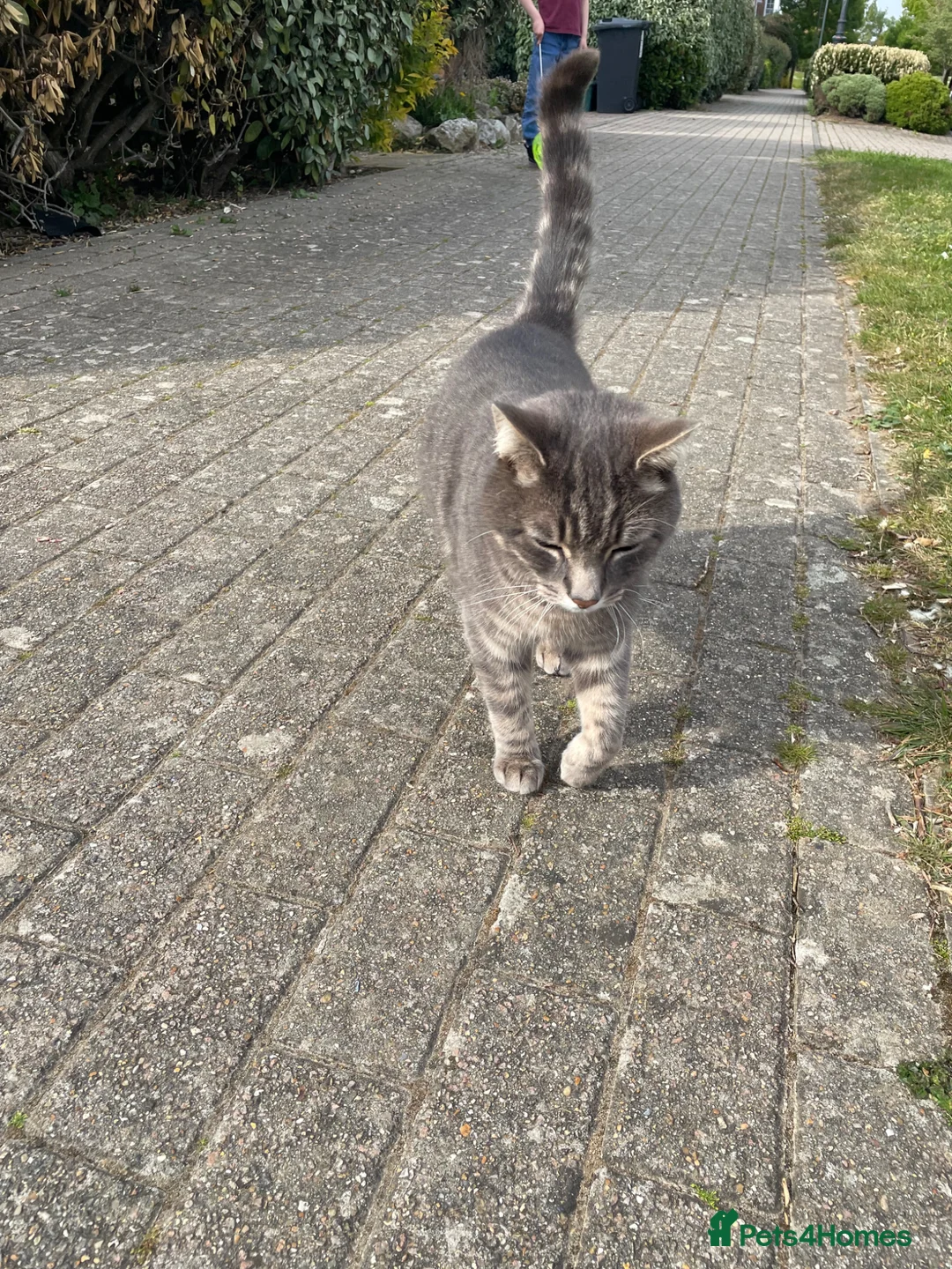 Mixed Breed cats for sale: Beautiful grey, white and tabby kittens for sale - Advert 1