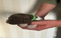 English Springer Spaniel dogs for sale: Gorgeous English Springer Spaniel Puppies - Advert 17