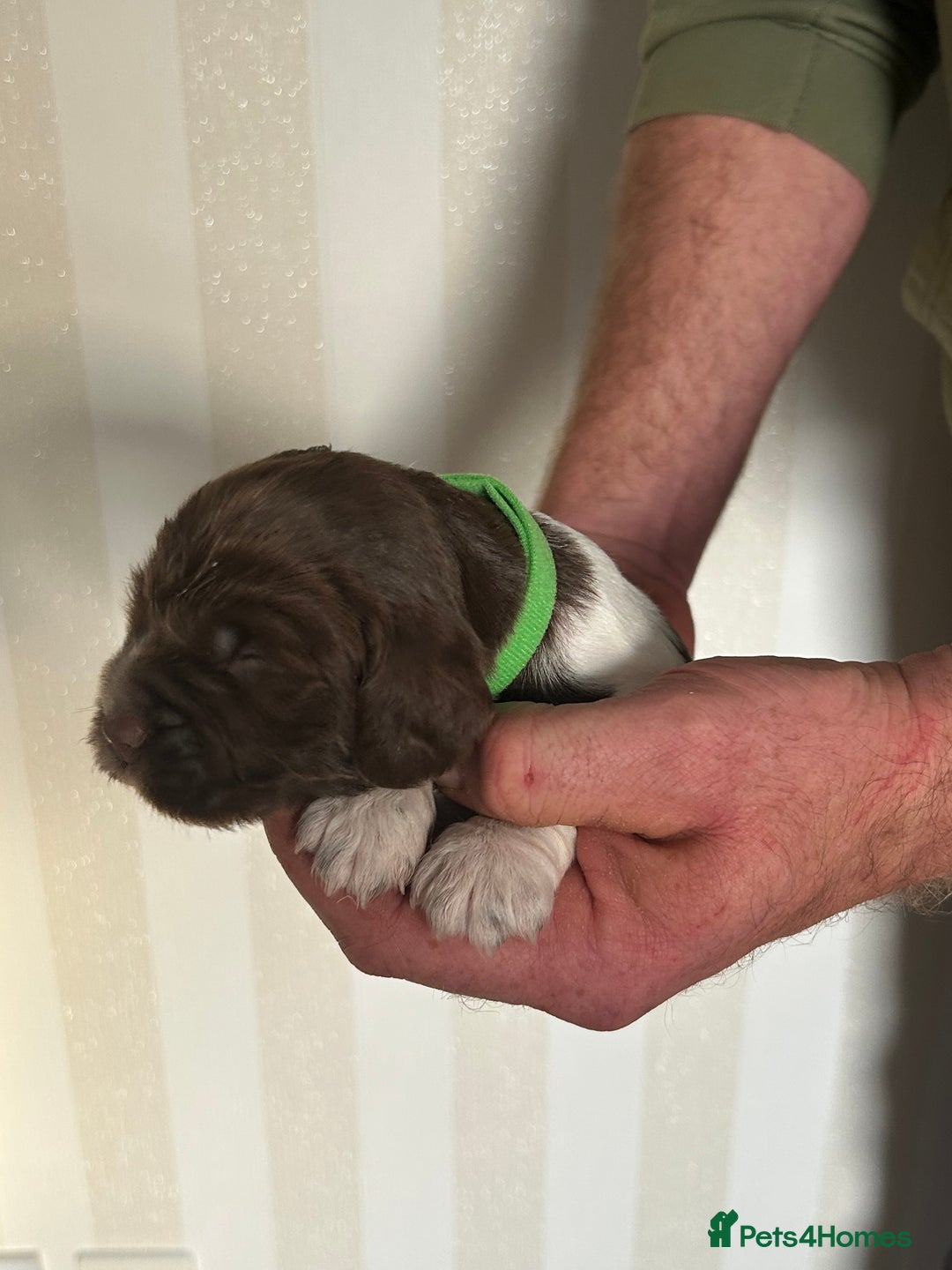 English Springer Spaniel dogs for sale: Gorgeous English Springer Spaniel Puppies - Advert 17