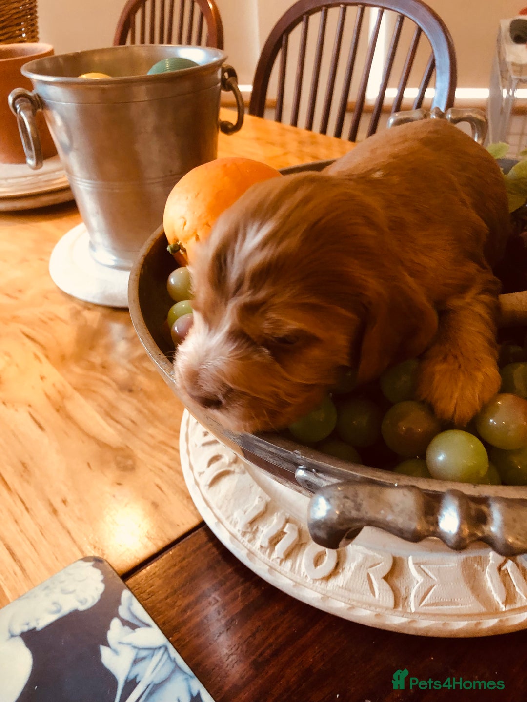 Cocker Spaniel dogs for sale: GORGEOUS COCKER SPANIEL PUPPIES - Advert 12