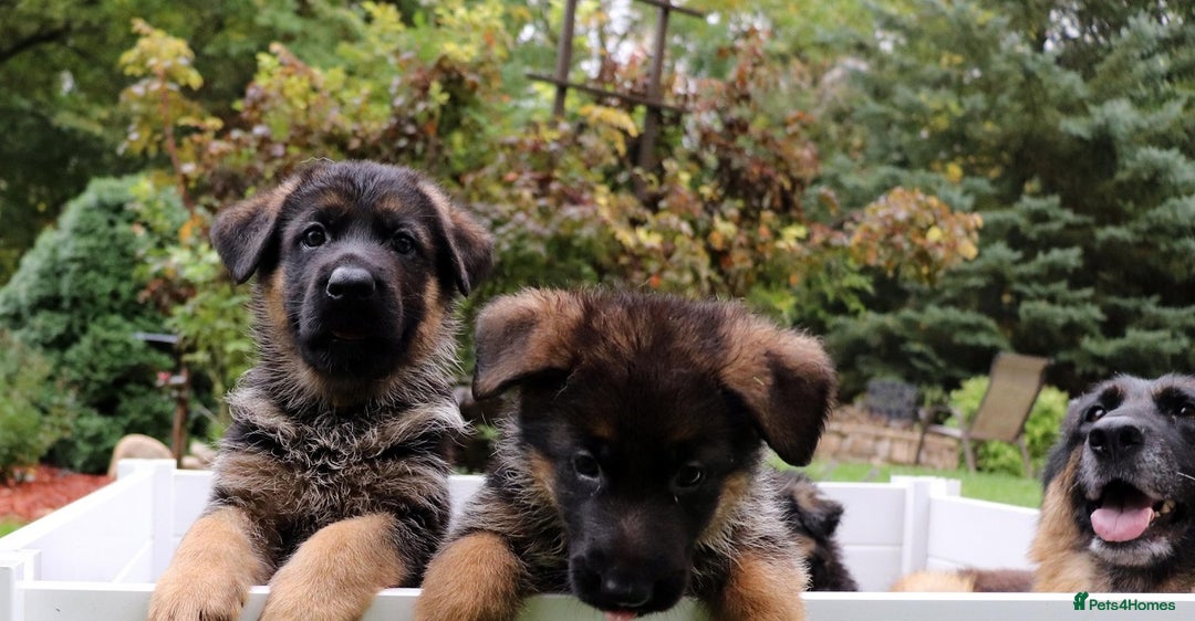 German Shepherd dogs for sale: 🐾Long-Haired German Shepherd Puppies for Sale! 🐾 - Advert 7