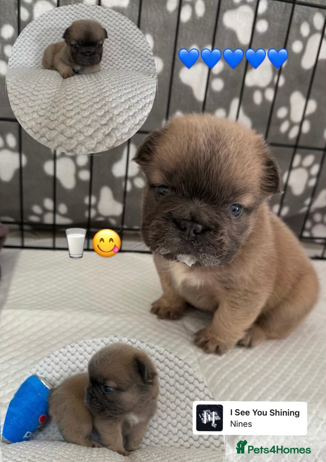 French Bulldog dogs for sale: Visual fluffy rope French bulldog puppies - Image 4