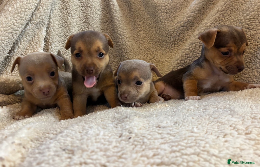 Jack Russell dogs for sale: Stunning Minature Jack Russell - Image 9