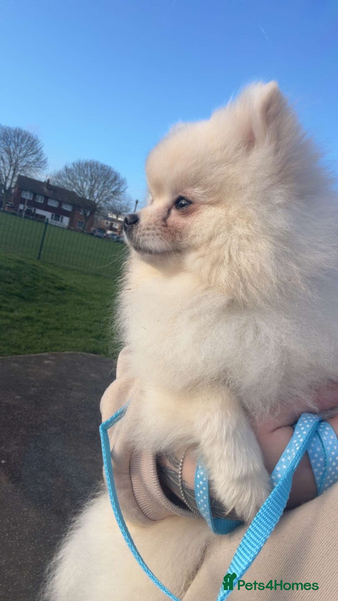 Pomeranian dogs Stud dog  - Advert 9