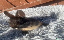 Netherland Dwarf rabbits for sale: Netherland dwarf - Image 4