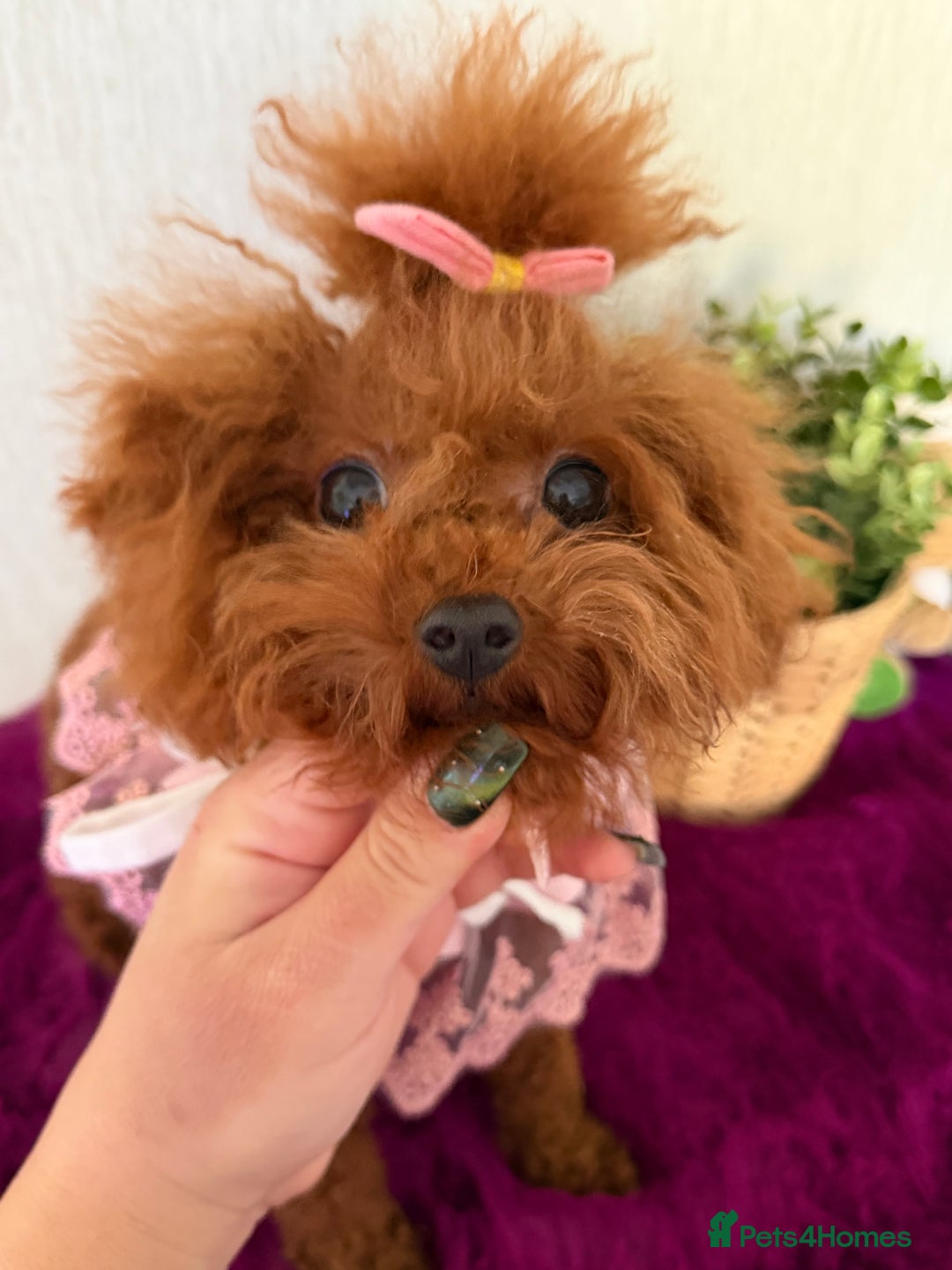 Poodle dogs for sale: Asian girl looking for 🏡 - Advert 12