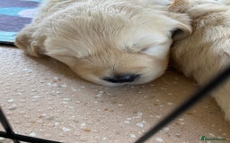 Golden Retriever dogs for sale: Fluffy Cream & Gold Golden Retriever Puppies - Image 24