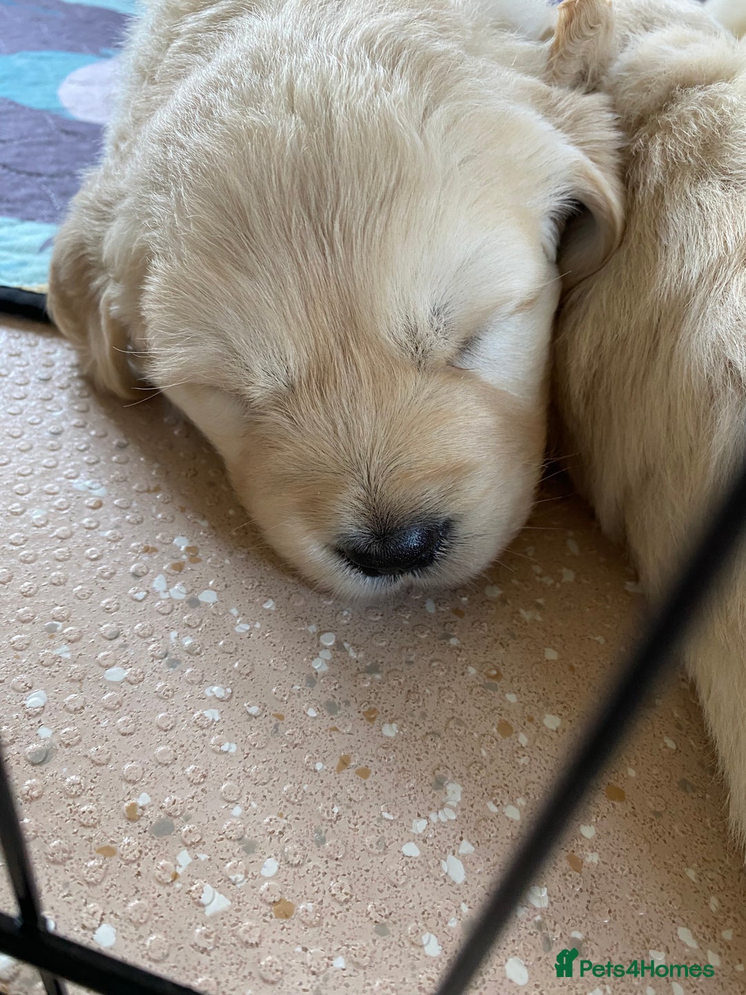 Golden Retriever dogs for sale: Fluffy Cream & Gold Golden Retriever Puppies - Image 24