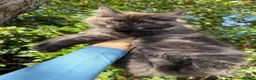 Maine Coon cats for sale: TICA Registered Pedigree Maine Coon Kittens - Advert 6