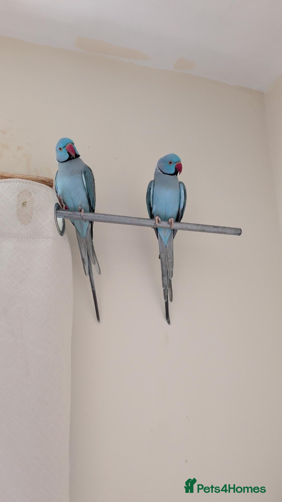 Ringnecks birds 2 Beautiful Ringnecks Male - Advert 4
