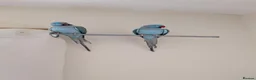Ringnecks birds for sale: 2 Beautiful Ringnecks Male - Advert 1