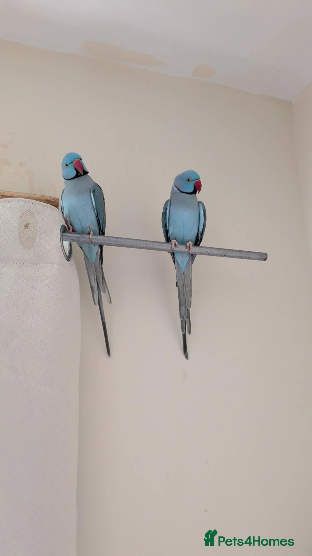 Ringnecks birds for sale: 2 Beautiful Ringnecks Male - Advert 1