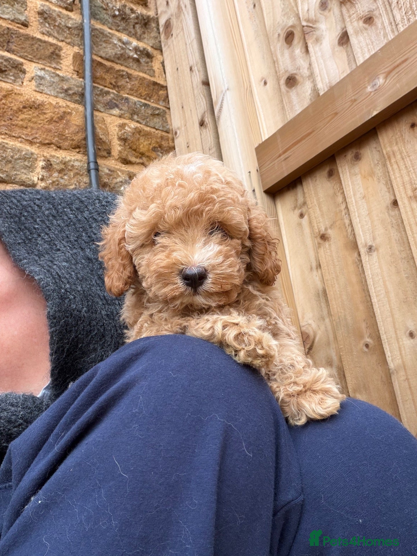 Toy Poodle dogs Asian x toy  poodle  - Advert 4