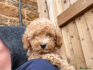 Toy Poodle dogs Asian x toy poodle - Advert 4