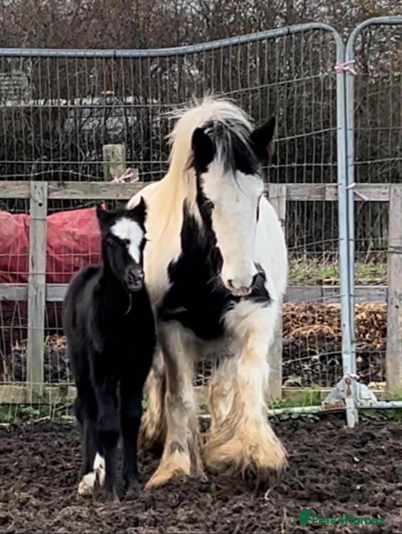 Welsh Section C horses Welsh x cob  - Advert 1