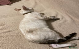 Bengal cats for sale:  Beautiful Bengal ready to reserve - Image 29