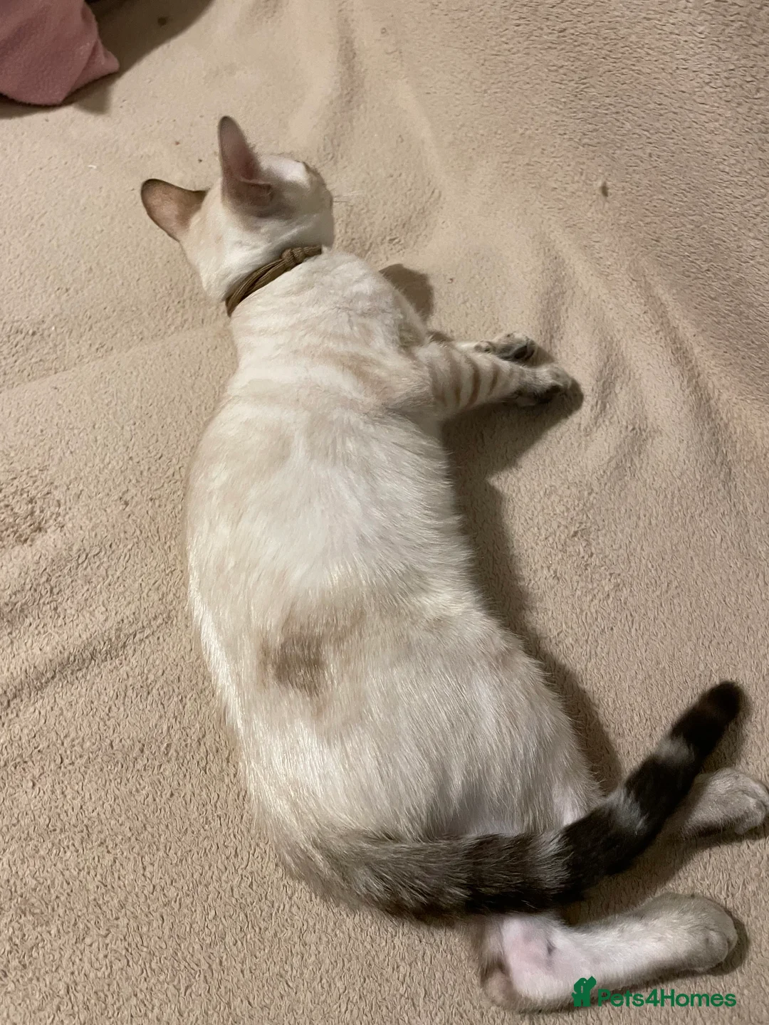 Bengal cats for sale:  Beautiful Bengals able to leave. - Advert 28