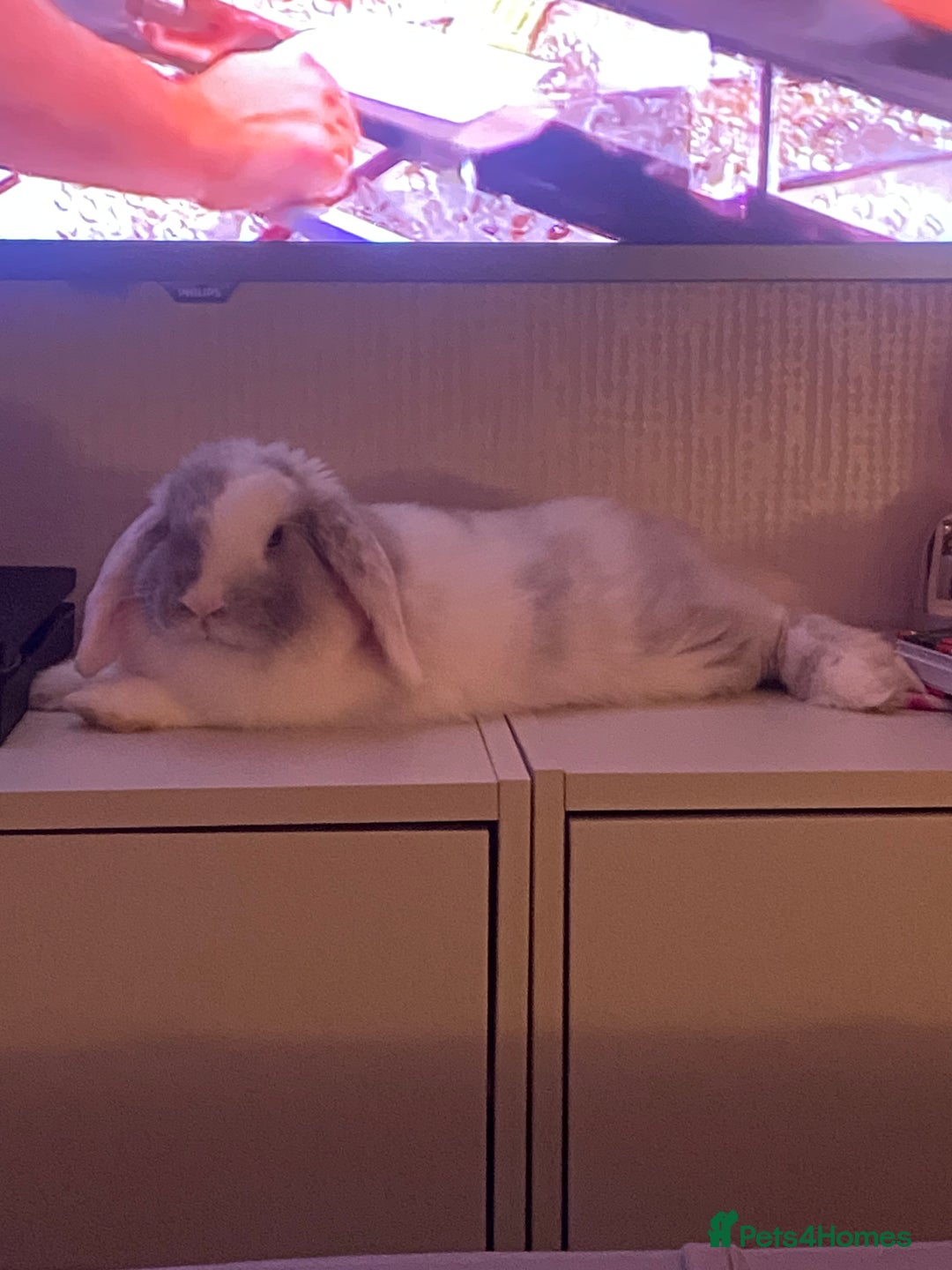 Mini Lop rabbits for sale: Female mini lop  - Image 4