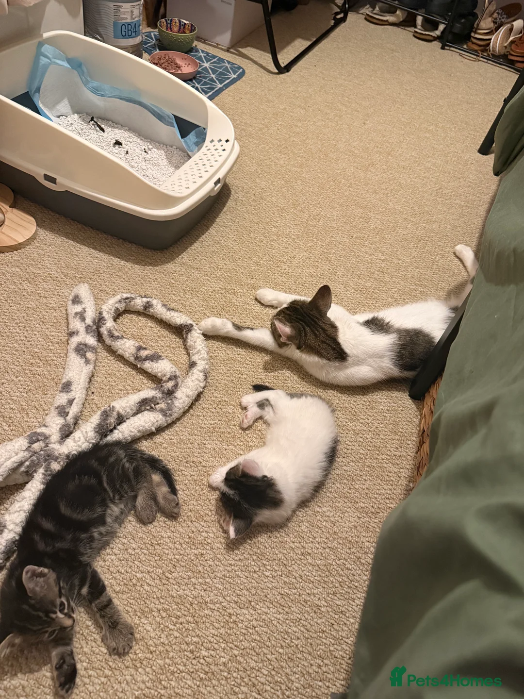 Mixed Breed cats for sale: Beautiful babies in Moreton-in-Marsh - Advert 2