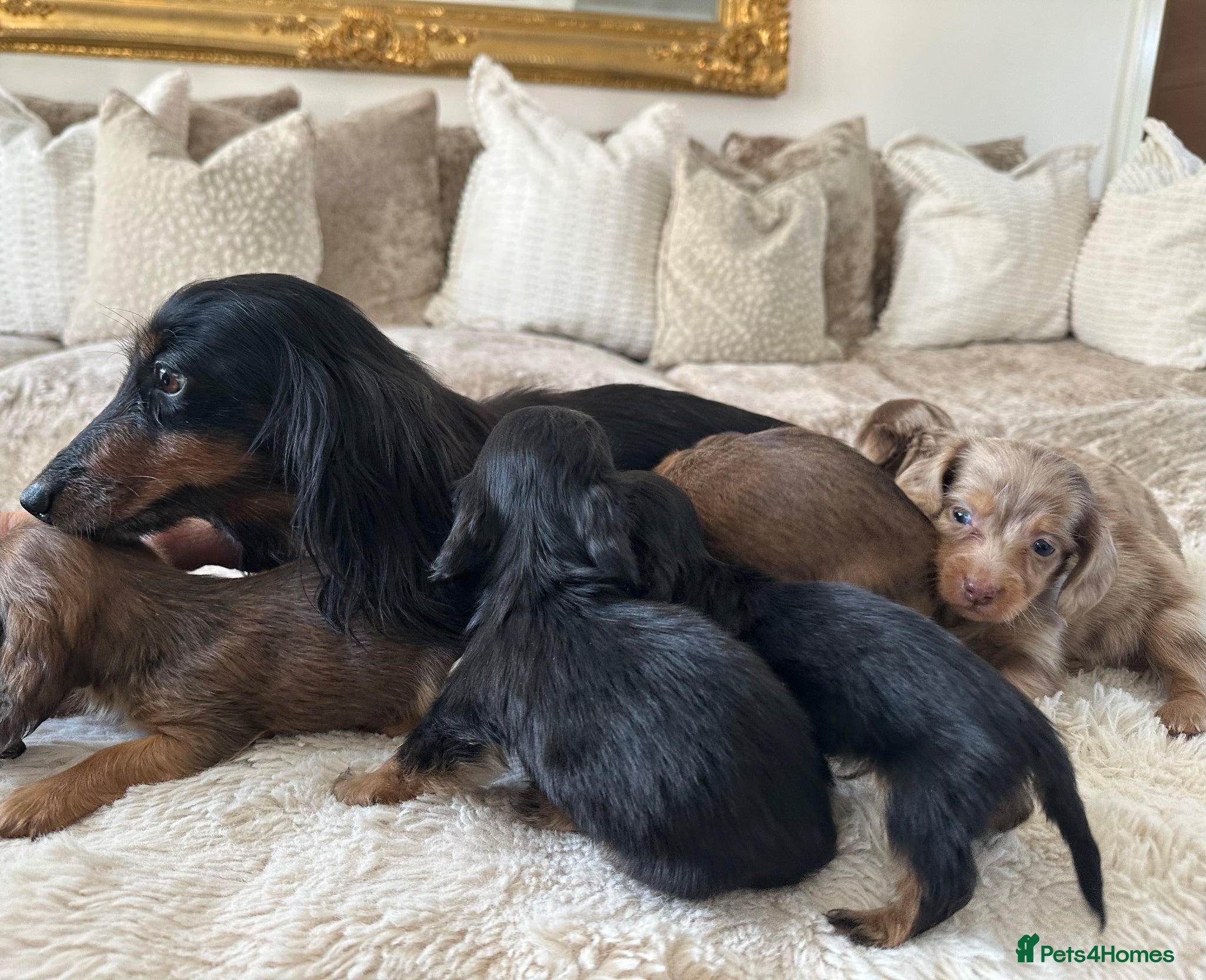 Miniature Dachshund dogs ✨MINI DACHSHUND LONG HAIR ✨👑 KC 👑 - Advert 2