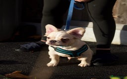 French Bulldog dogs for sale: 3 left- Fluffy French bulldogs pink & testable  - Advert 6