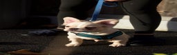 French Bulldog dogs for sale: 1 boy left fluffy cream boy carrying pink   - Advert 6