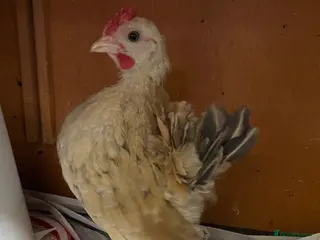 Chickens poultry Mini Serama Chicks - Advert 12