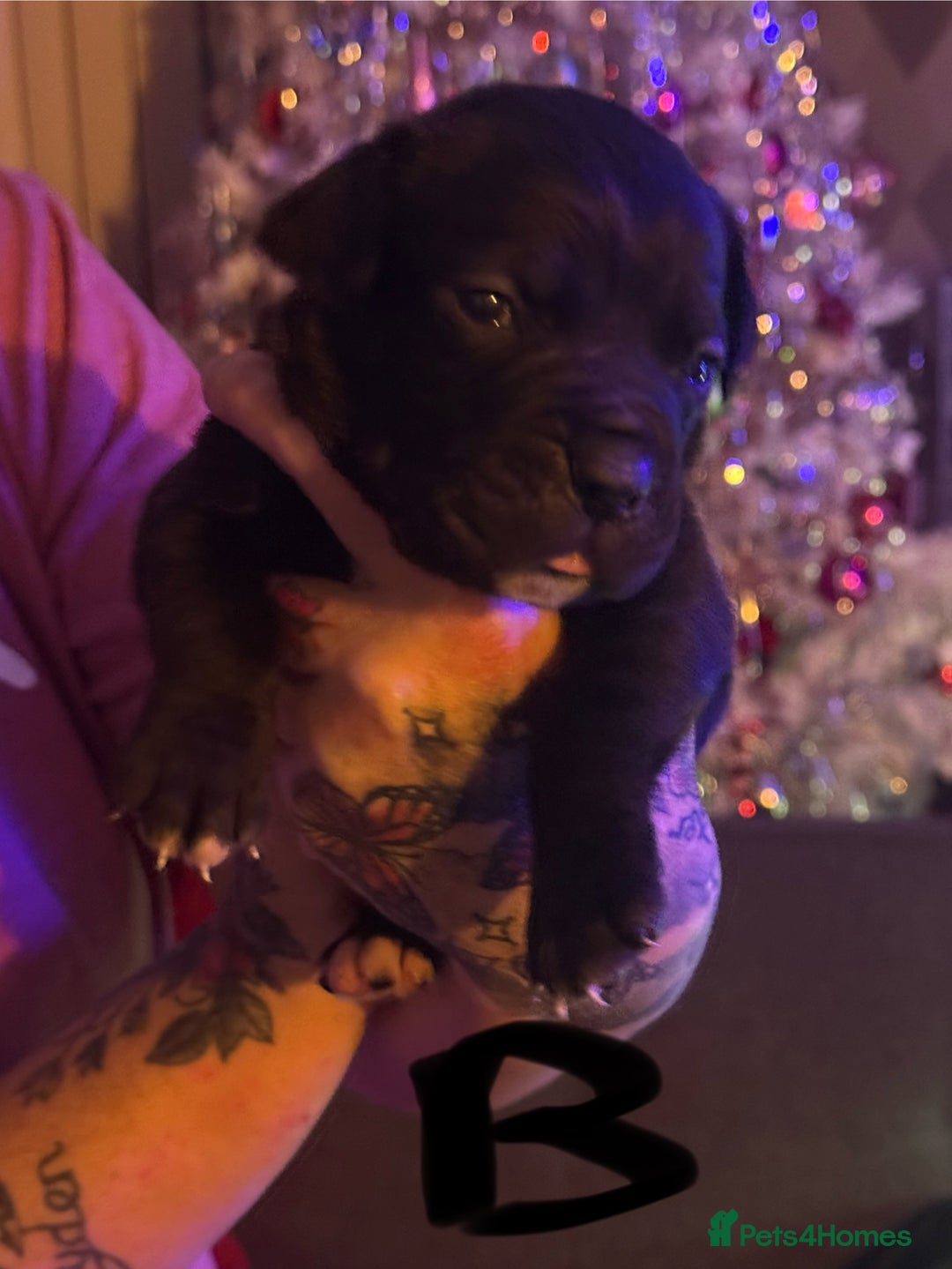 Cane Corso dogs for sale: Cane Corso puppies - Image 7