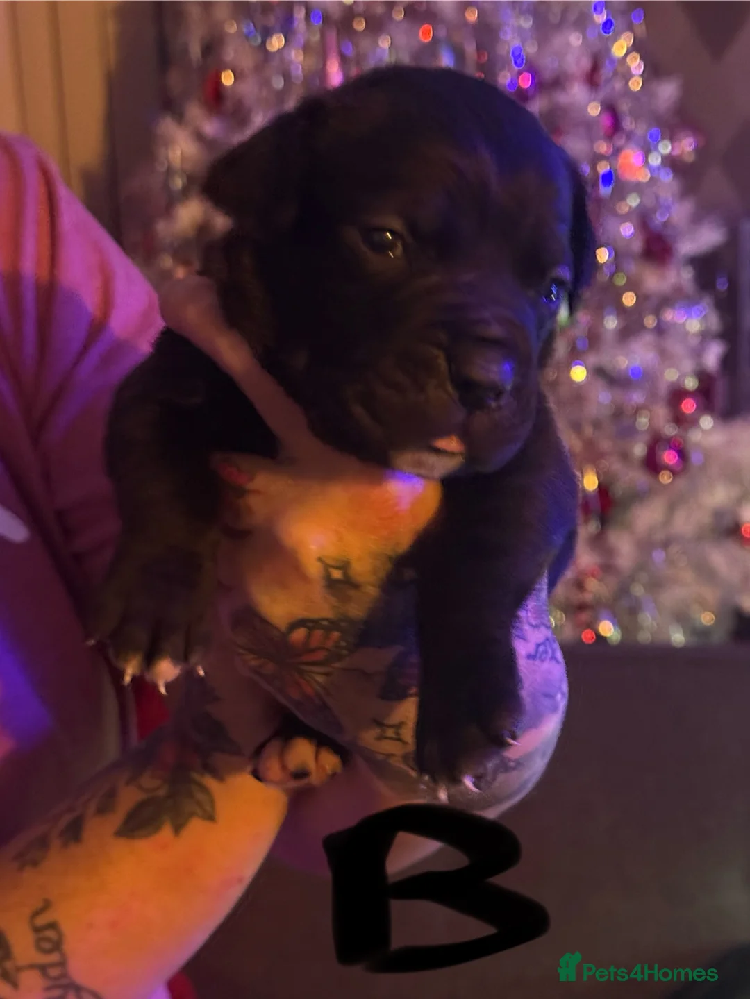 Cane Corso dogs for sale: 1 Cane Corso puppy left - Advert 7