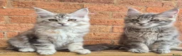 Maine Coon cats for sale: 2 Beautiful Maine coon kittens - Advert 4