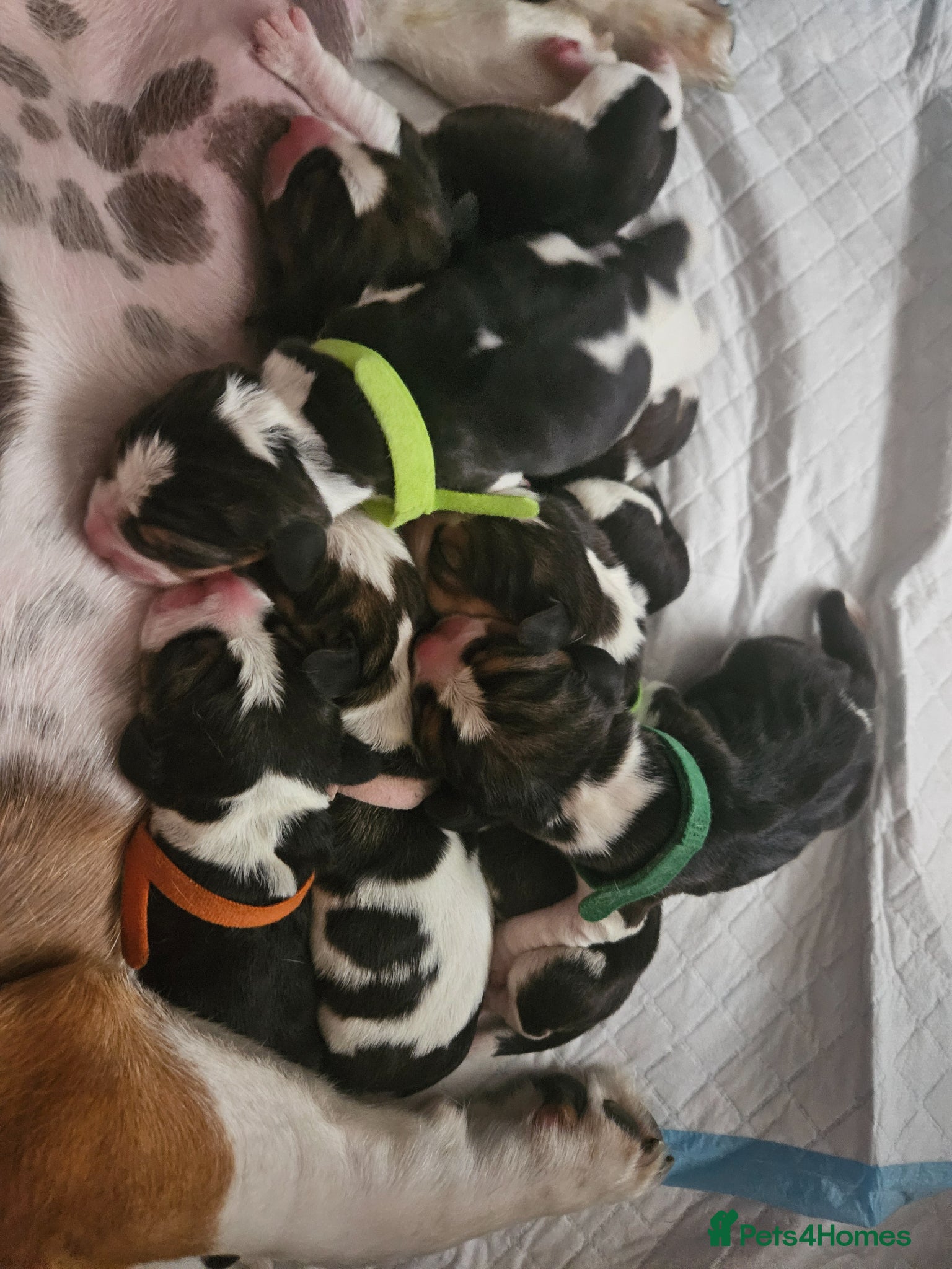 Beagle dogs for sale: KC Registered Beagle puppies Champions generation - Advert 2