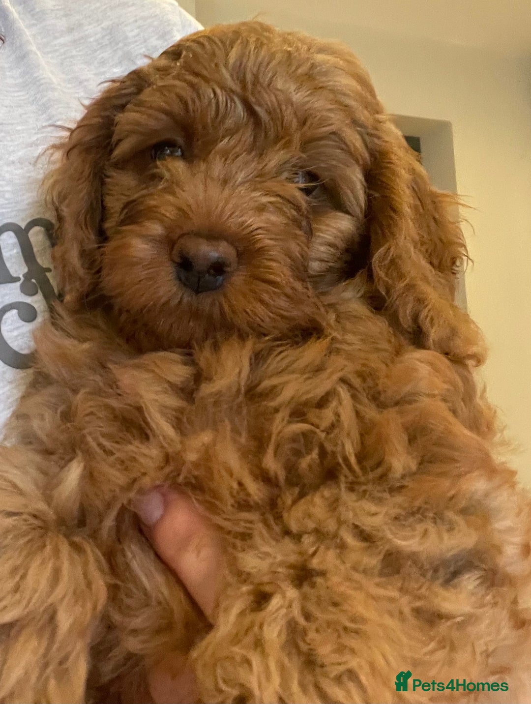 Cavapoo dogs for sale: F1b Cavapoo Puppies - Image 3