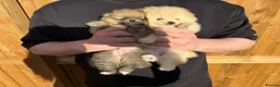 Pomeranian dogs for sale: Pure-Breed Mini Pomeranians  - Advert 9