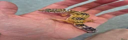 Gecko reptiles for sale: Female Leopard Geckos - Advert 3