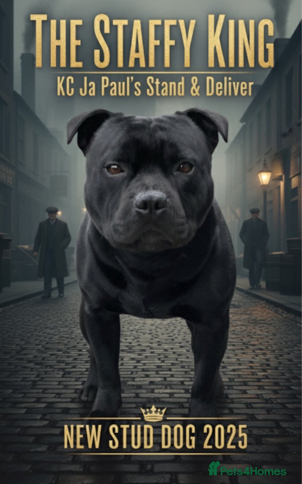 Staffordshire Bull Terrier dogs Phenomenal fertility- New Stud dog 2025 - Advert 16