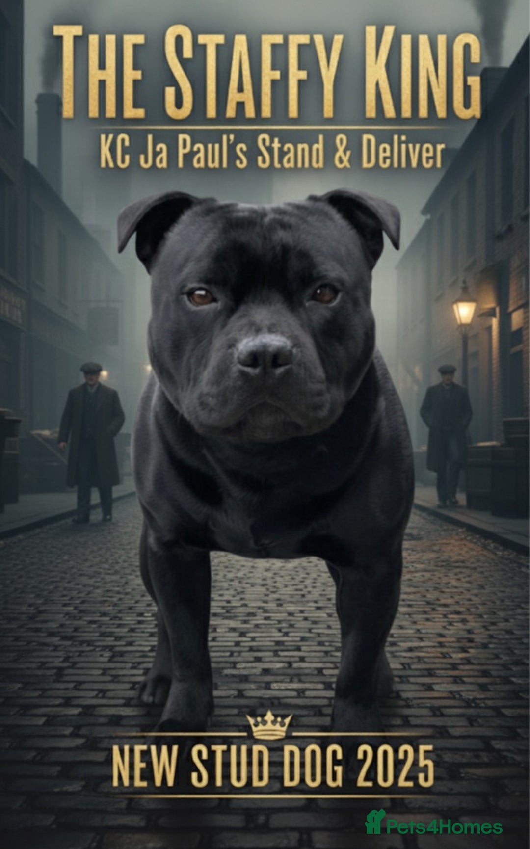 Staffordshire Bull Terrier dogs for stud: Phenomenal fertility- New Stud dog 2025 - Advert 1