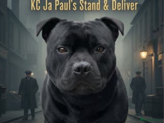 Staffordshire Bull Terrier dogs Phenomenal fertility- New Stud dog 2025 - Advert 10