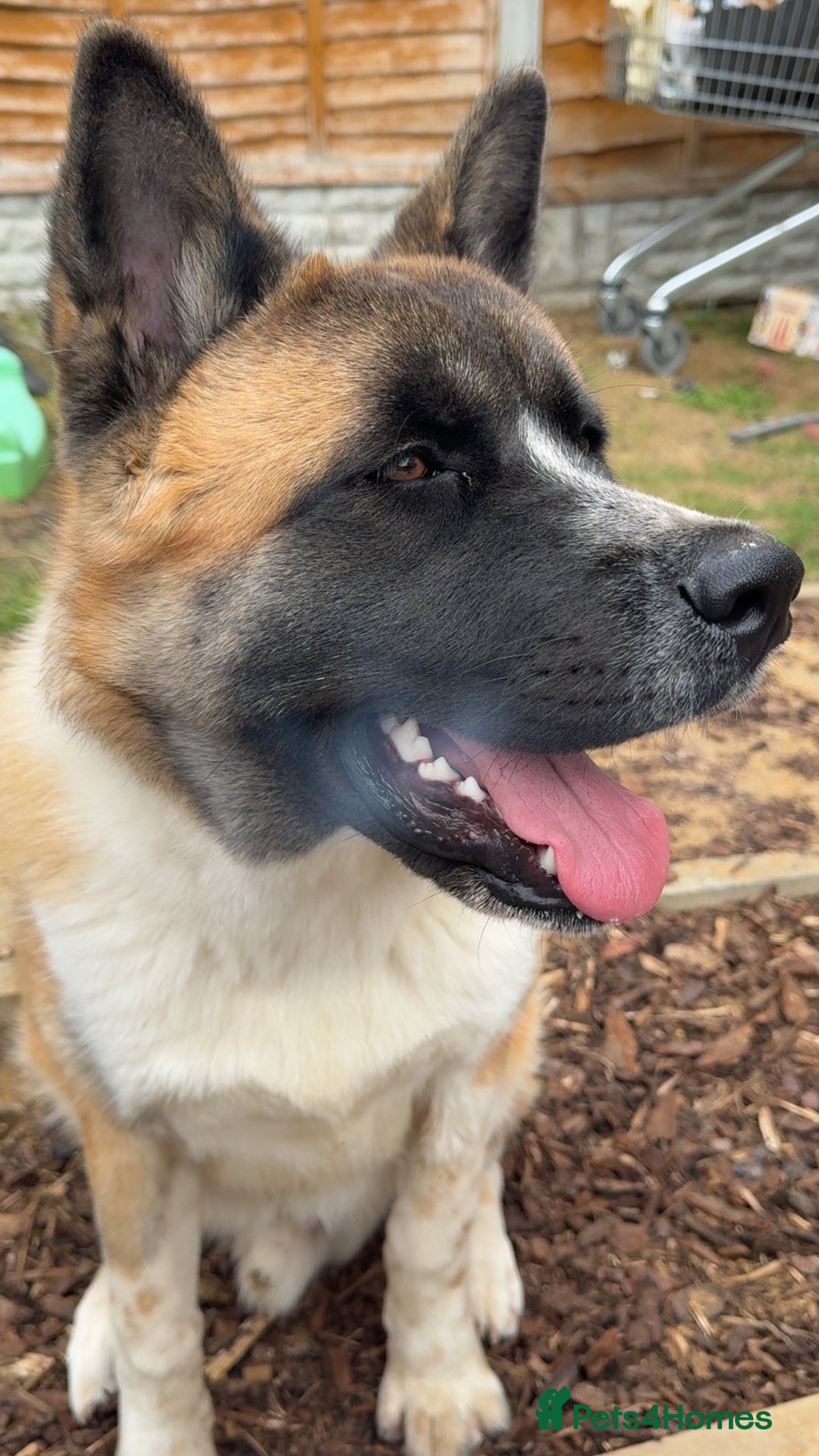 Akita dogs for sale: Bear, full breed Japanese akita  - Image 3