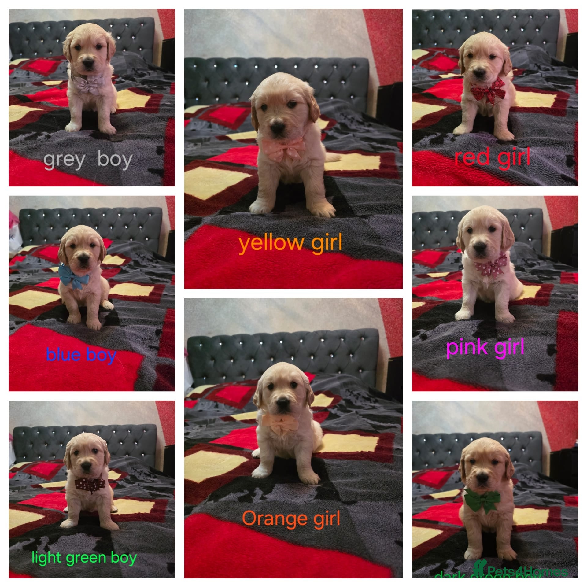 Golden Retriever dogs Lovely Golden retriever puppy ❤️ - Advert 4