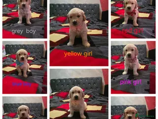 Golden Retriever dogs Lovely Golden retriever puppy ❤️ - Advert 4