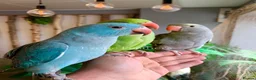 Ringnecks birds for sale: Hand Reared Baby Indian Ringneck Parrots For Sale - Advert 22