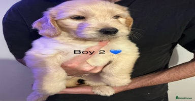 Mixed Breed dogs - Advert 2